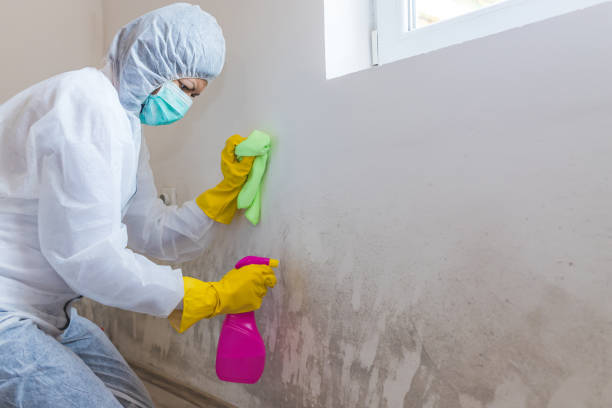 Mold Remediation for Rental Properties